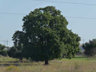 Un�altra quercia di questo tipo ci accoglie nel vicino comune di Valenzano nei pressi di Lama Cutizza...